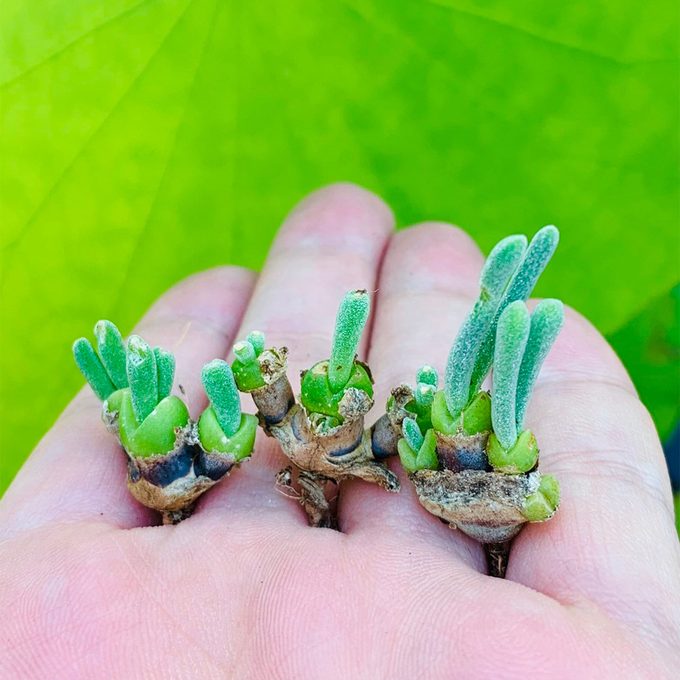 Bunny Succulent Ecomm Via Microlandscapedesign Etsy.com