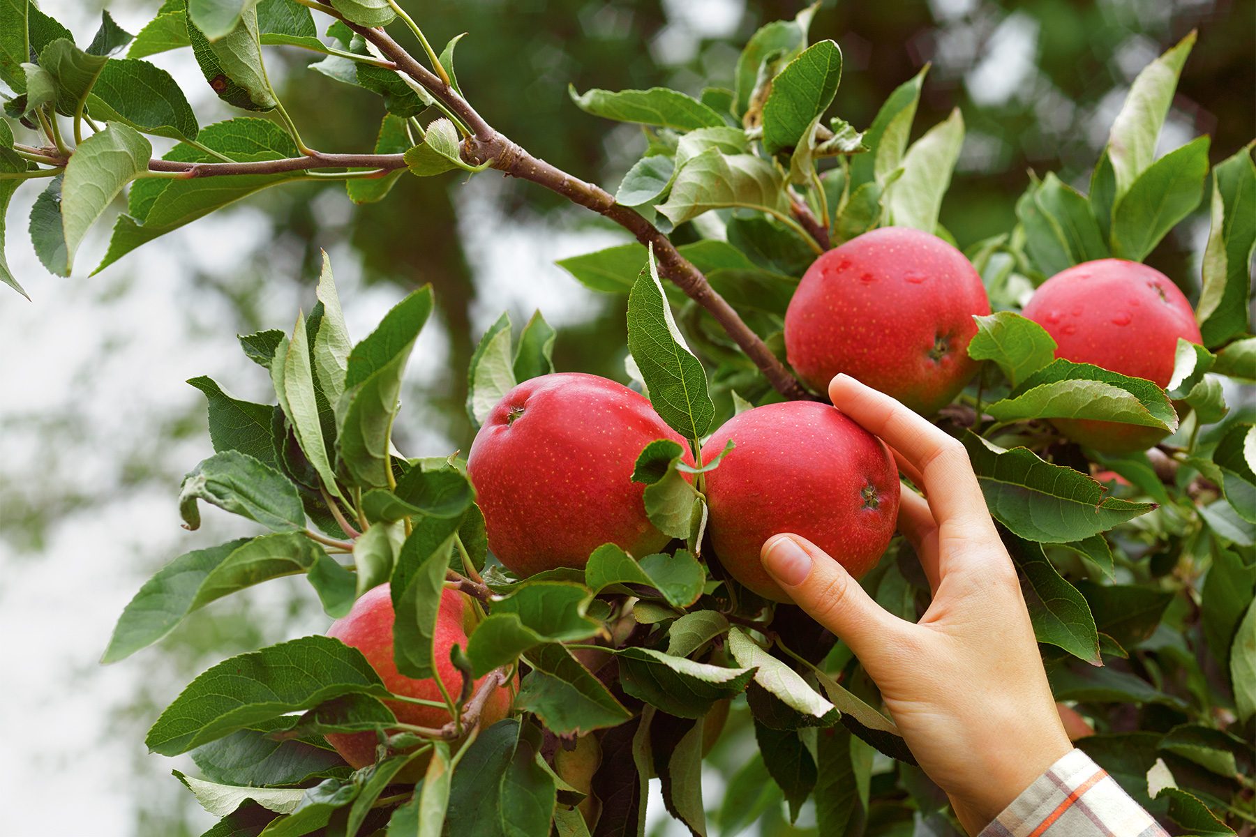 A hand reaches for a bright red apple on a tree branch laden with several other apples and green leaves. The setting appears to be an orchard or garden, with a blurred background of more greenery.