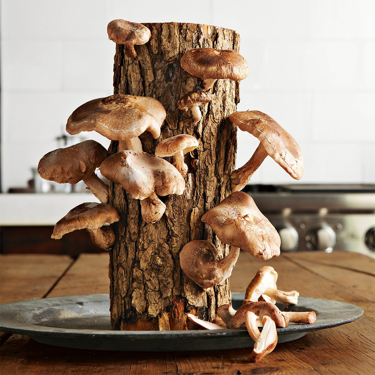 Shiitake Mushroom Log Kit