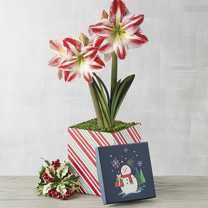 Candy Cane Amaryllis