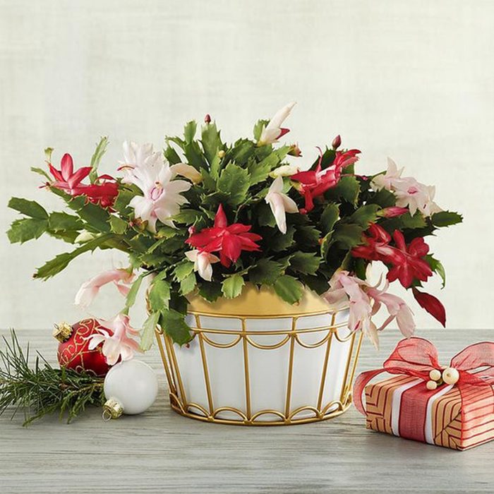 Christmas Cactus Ecomm Via Harryanddavid.com