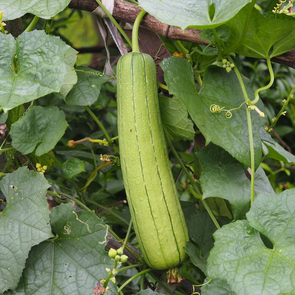 luffa acutangular, Cucurbitaceae green vegetable fresh on brown fabric in garden on nature backgroundc