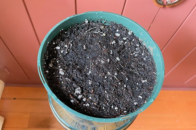 Toha25 Harry & David Bulb Of The Month Club Katie Bandurski 04 Ssedit