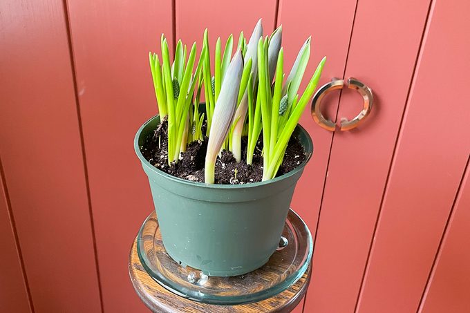 Toha25 Harry & David Bulb Of The Month Club Katie Bandurski 05 Ssedit