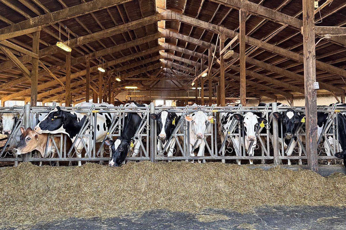 White Cheddar Vs Cheddar