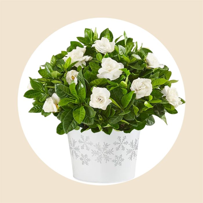 White Christmas Gardenia Plant Via Teleflora.com